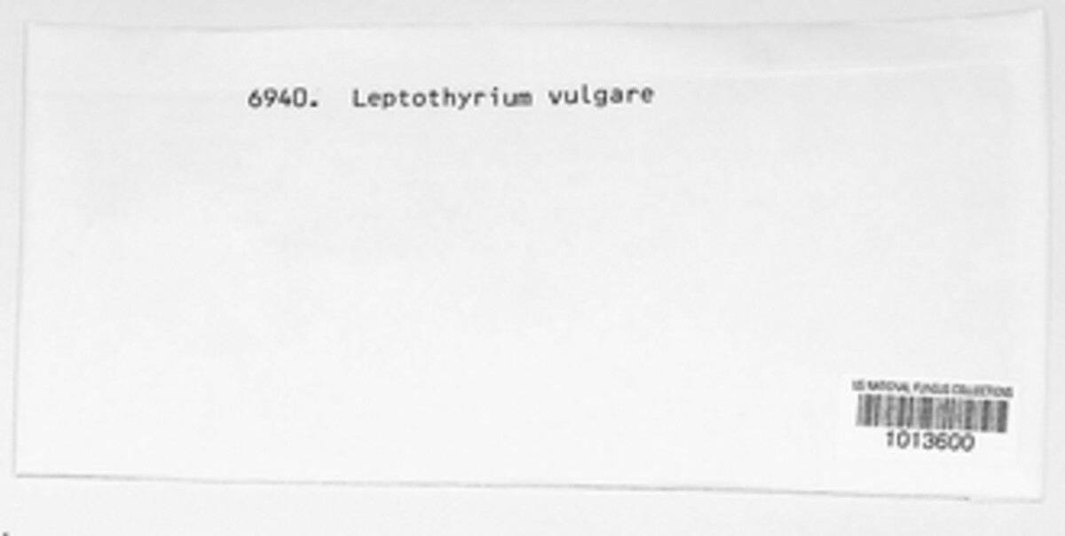 Hypoderma commune image
